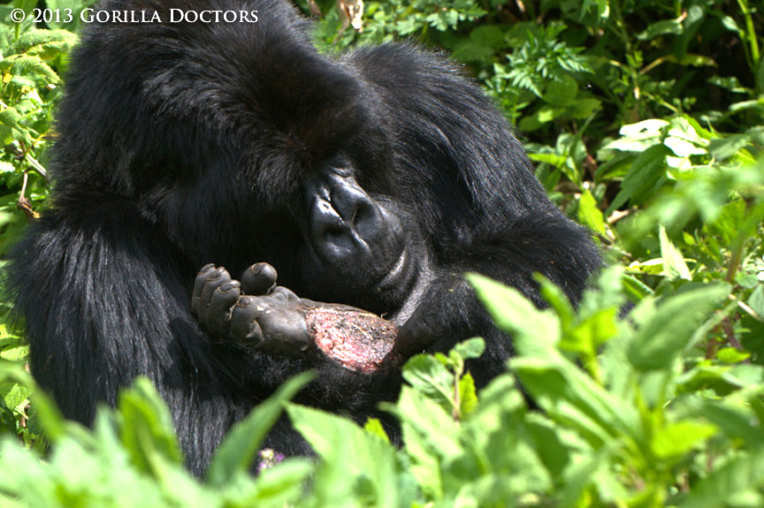 Wounded Susa Group Silverback Kiki Treated by Drs. Noel and Eddy